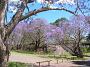 jacaranda-2010 006